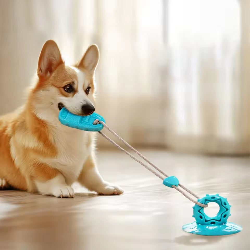 Jouet pour chien à Ventouse